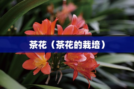 茶花（茶花的栽培）