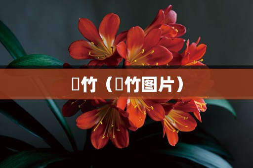 簕竹（簕竹图片）