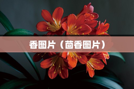 香图片（茴香图片）