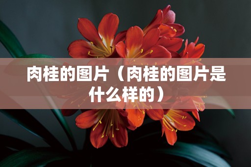 肉桂的图片（肉桂的图片是什么样的）