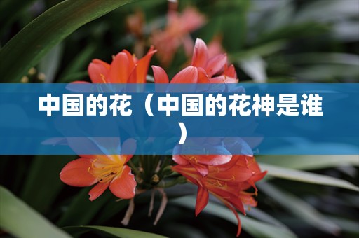 中国的花（中国的花神是谁）