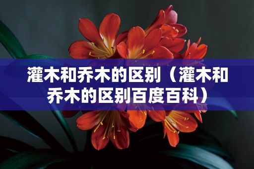 灌木和乔木的区别（灌木和乔木的区别百度百科）