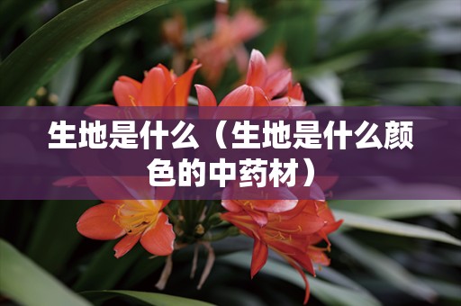 生地是什么（生地是什么颜色的中药材）