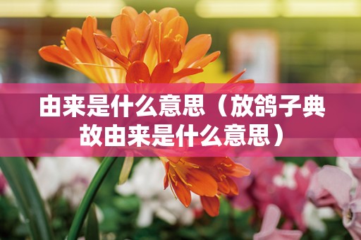 由来是什么意思（放鸽子典故由来是什么意思）