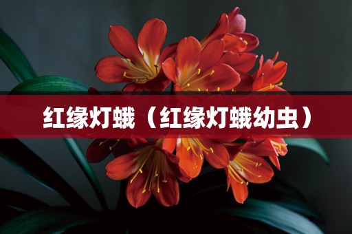 红缘灯蛾（红缘灯蛾幼虫）
