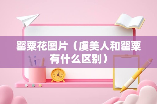 罂粟花图片（虞美人和罂粟有什么区别）