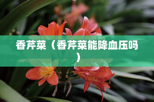 香芹菜（香芹菜能降血压吗）