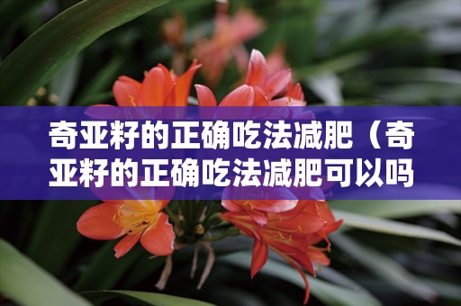 奇亚籽的正确吃法减肥（奇亚籽的正确吃法减肥可以吗）