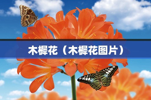 木樨花（木樨花图片）