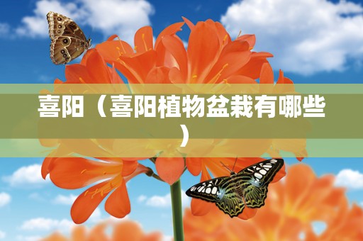 喜阳（喜阳植物盆栽有哪些）