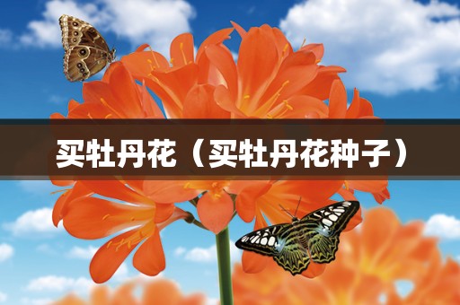 买牡丹花（买牡丹花种子）