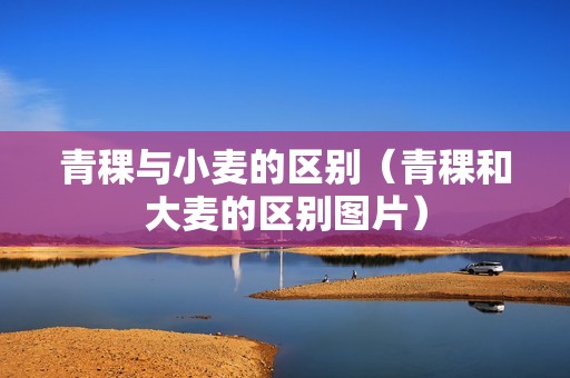 青稞与小麦的区别（青稞和大麦的区别图片）