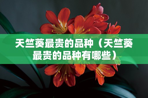 天竺葵最贵的品种（天竺葵最贵的品种有哪些）