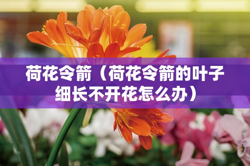 荷花令箭（荷花令箭的叶子细长不开花怎么办）