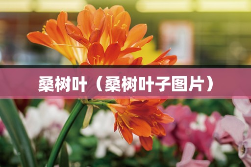 桑树叶（桑树叶子图片）