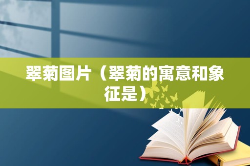 翠菊图片（翠菊的寓意和象征是）