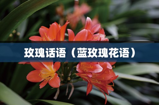 玫瑰话语（蓝玫瑰花语）