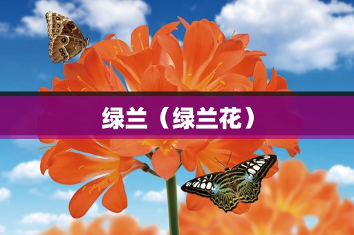 绿兰（绿兰花）