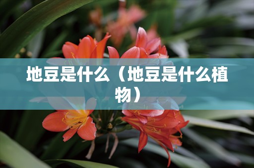 地豆是什么（地豆是什么植物）
