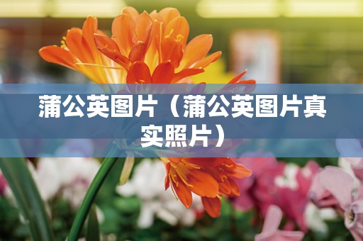 蒲公英图片（蒲公英图片真实照片）