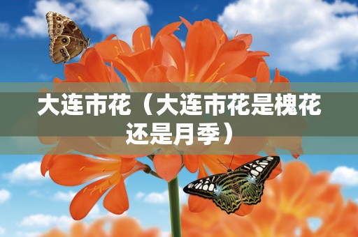 大连市花（大连市花是槐花还是月季）