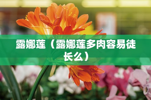 露娜莲（露娜莲多肉容易徒长么）