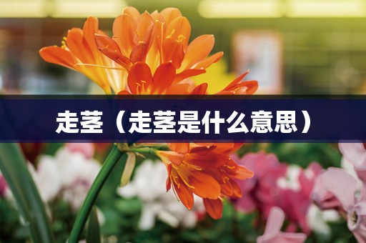 走茎（走茎是什么意思）