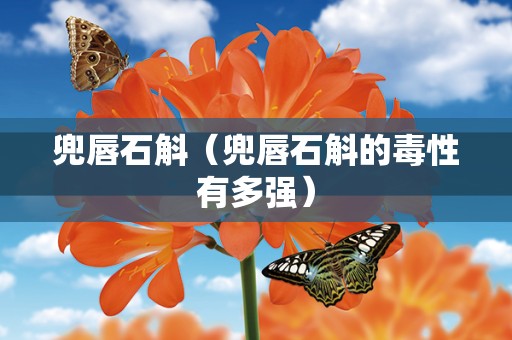 兜唇石斛（兜唇石斛的毒性有多强）