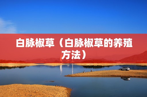 白脉椒草（白脉椒草的养殖方法）