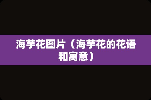 海芋花图片（海芋花的花语和寓意）