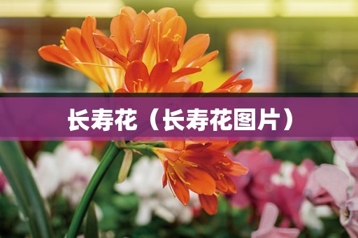 长寿花（长寿花图片）