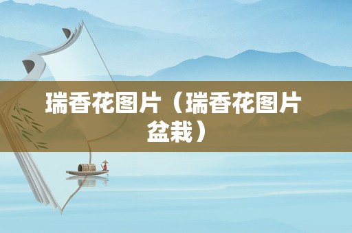 瑞香花图片（瑞香花图片 盆栽）