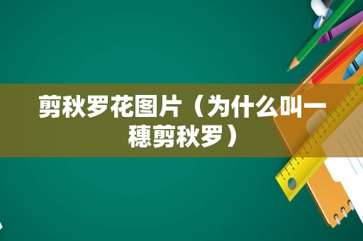 剪秋罗花图片（为什么叫一穗剪秋罗）