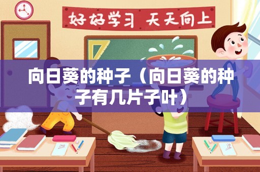 向日葵的种子（向日葵的种子有几片子叶）