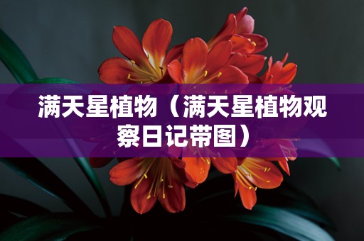 满天星植物（满天星植物观察日记带图）