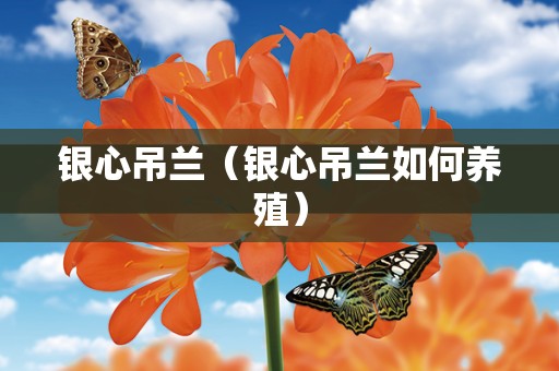 银心吊兰（银心吊兰如何养殖）