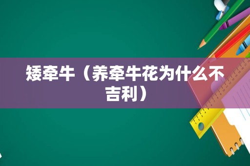 矮牵牛（养牵牛花为什么不吉利）