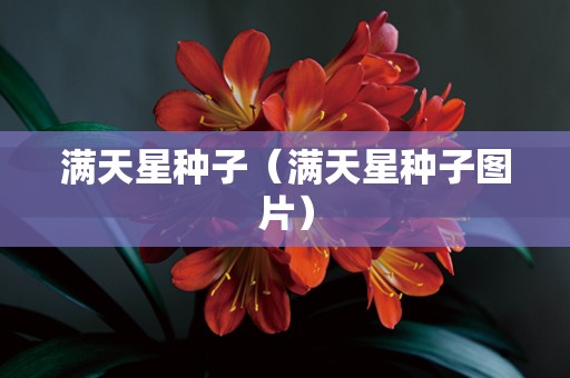 满天星种子（满天星种子图片）