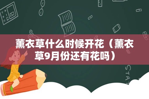 薰衣草什么时候开花（薰衣草9月份还有花吗）