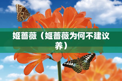 姬蔷薇（姬蔷薇为何不建议养）
