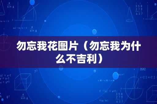 勿忘我花图片（勿忘我为什么不吉利）