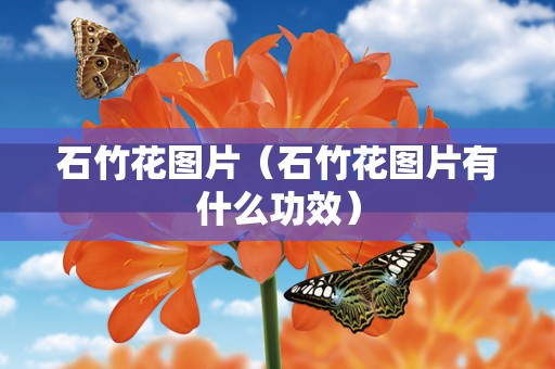 石竹花图片（石竹花图片有什么功效）