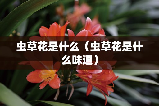 虫草花是什么（虫草花是什么味道）