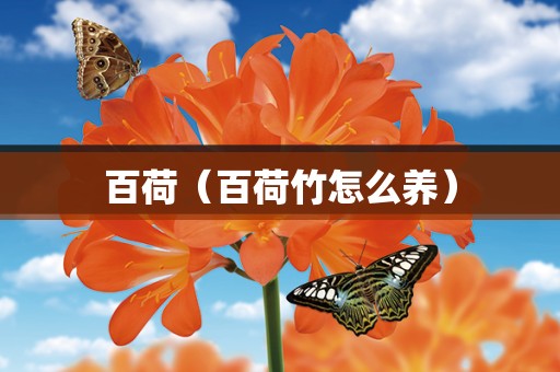 百荷（百荷竹怎么养）