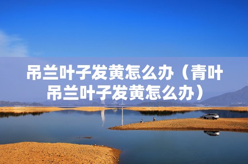 吊兰叶子发黄怎么办（青叶吊兰叶子发黄怎么办）
