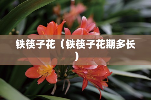 铁筷子花（铁筷子花期多长）