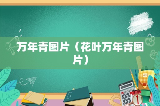 万年青图片（花叶万年青图片）