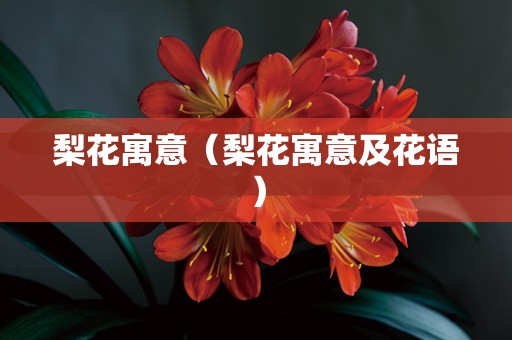 梨花寓意（梨花寓意及花语）