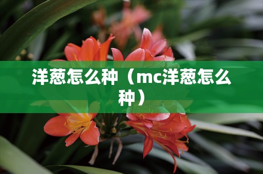 洋葱怎么种（mc洋葱怎么种）