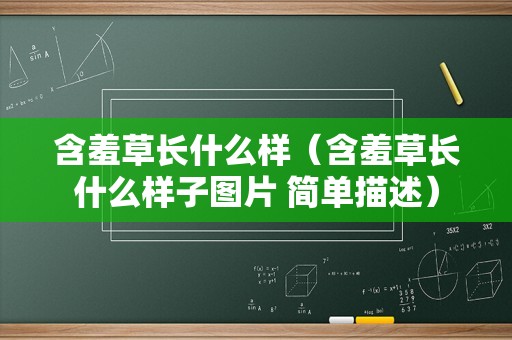 含羞草长什么样（含羞草长什么样子图片 简单描述）